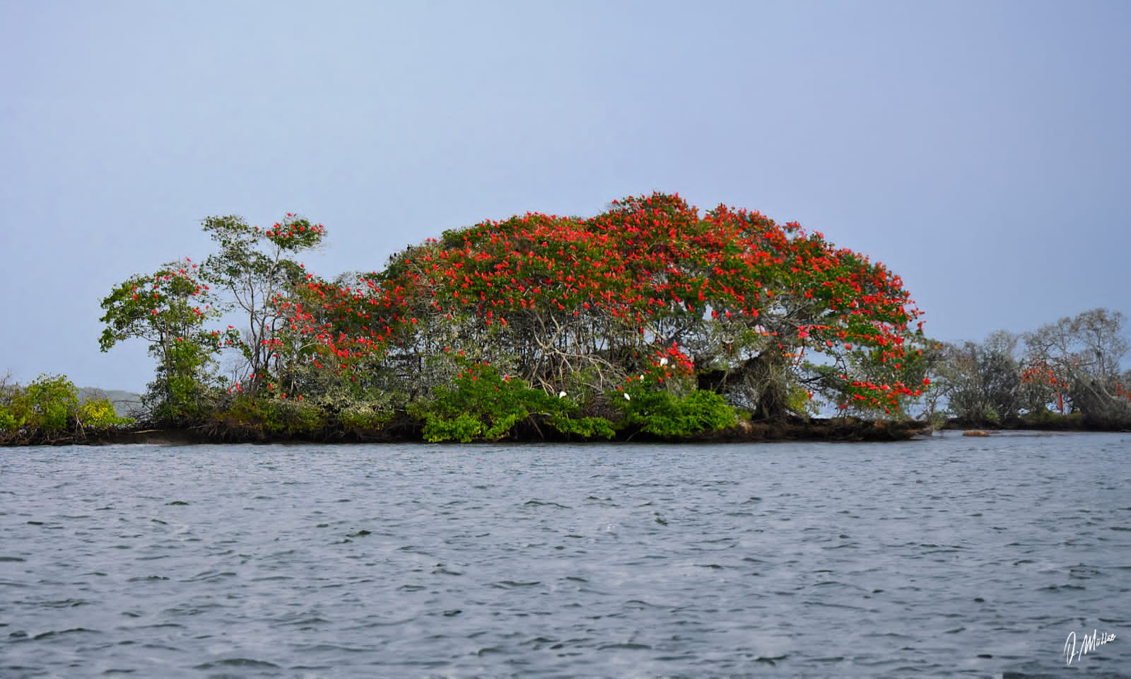 ILHA DOS GUARÁS -  DELTA DO PARNAIBA